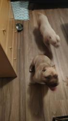 Found/Stray Male Dog last seen Bel air neighborhood, Slidell, LA 70460