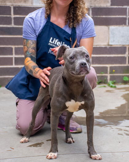 Shelter Stray Female Dog last seen Near Ember Drive Decatur, 30034, 30034, GA, 3280 Chamblee Dunwoody Rd, Chamblee, GA 30341, USA