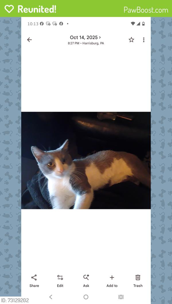 Reunited Male Cat last seen Oxford, Ross, 6th st. And 7th st, Harrisburg, PA 17110