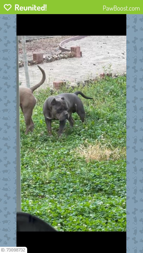 Reunited Male Dog last seen White/pueblo trail, Victorville, CA 92392