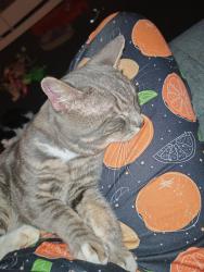 Lost Male Cat last seen Magpie Walk Waterlooville, Hampshire, England 