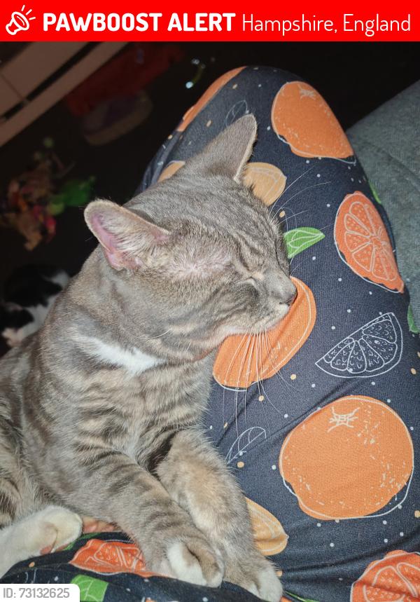 Lost Male Cat last seen Magpie Walk Waterlooville, Hampshire, England 
