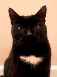 Reunited Male Cat last seen foxlease, Herndon, VA 20171