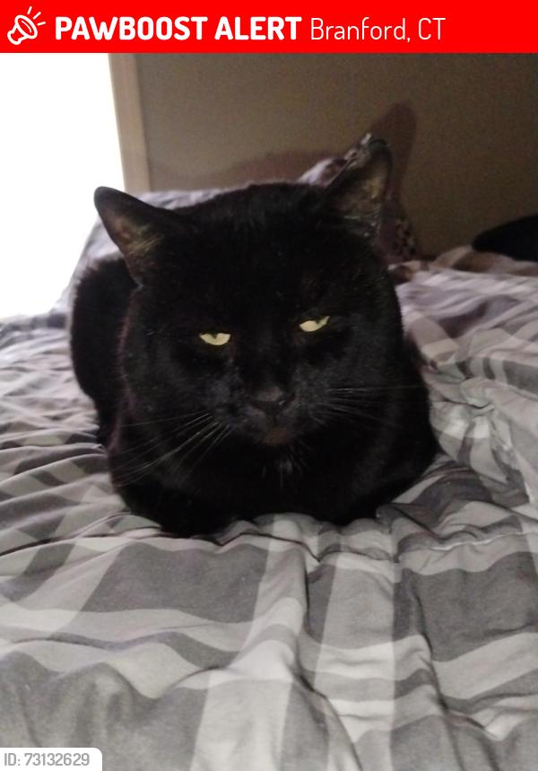 Lost Male Cat last seen Branford green, Branford, CT 06405