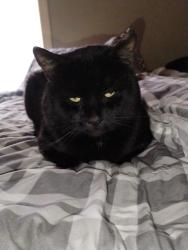 Lost Male Cat last seen Branford green, Branford, CT 06405