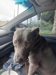 Reunited Male Dog last seen S Main Street and Forest Cove Drive (Buehler’s Fresh Foods Shopping Complex), Akron, OH 44319