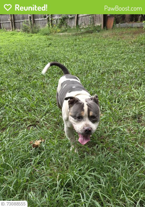 Reunited Male Dog last seen Shadowridge drive off hurt rd, Cobb County, GA 30008