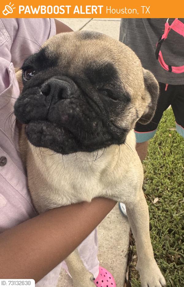 Found/Stray Unknown Dog last seen Near, Houston, TX 77040