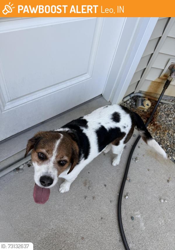 Found/Stray Male Dog last seen Viberg Road/Schlatter Road, Leo, IN 46765