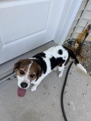 Found/Stray Male Dog last seen Viberg Road/Schlatter Road, Leo, IN 46765