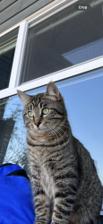 Lost Female Cat last seen Renfrew Calgary 11th ave and 6 street, Calgary, AB 