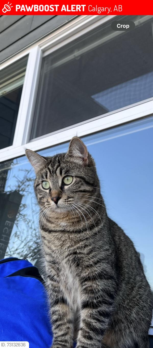 Lost Female Cat last seen Renfrew Calgary 11th ave and 6 street, Calgary, AB 