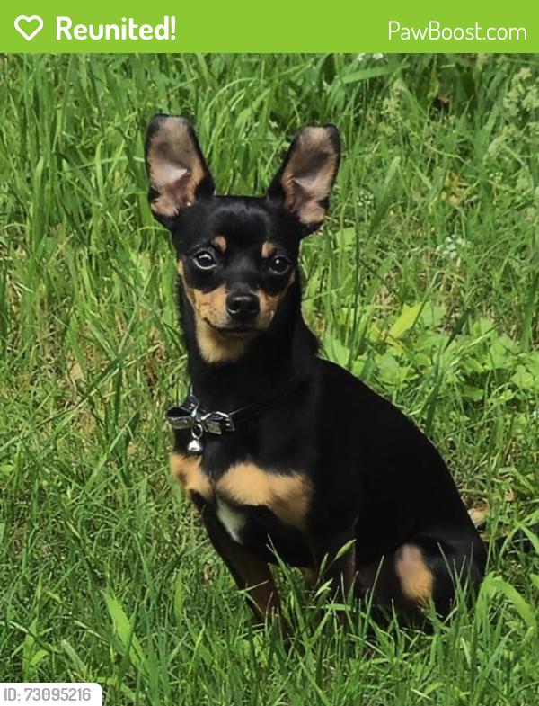 Reunited Male Dog last seen Polo club drive, Arlington, TX 76017