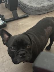 Lost Male Dog last seen Near donlen street, Houston, TX 77022