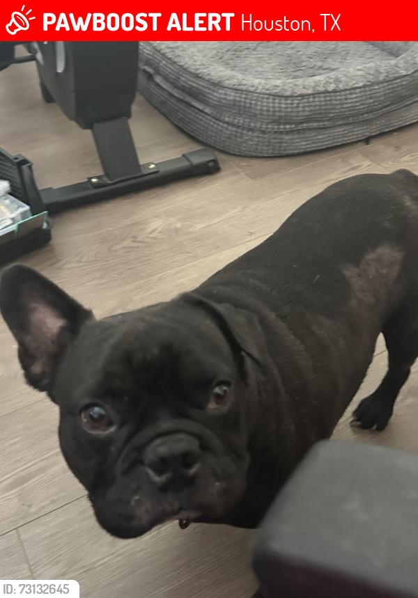 Lost Male Dog last seen Near donlen street, Houston, TX 77022