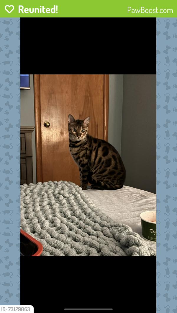 Reunited Male Cat last seen 22/gratiot, New Baltimore, MI 48051