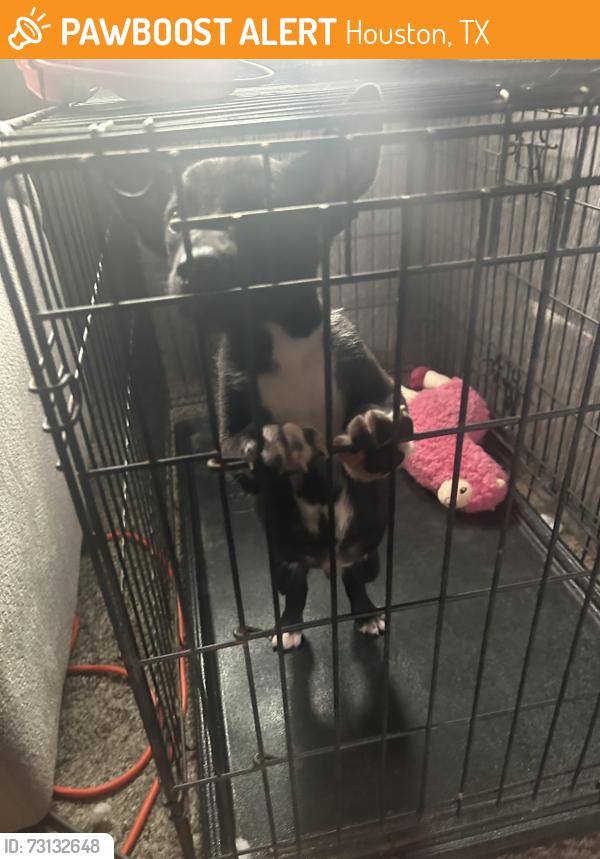 Found/Stray Male Dog last seen Way out west and 43rd, Houston, TX 77092