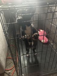 Found/Stray Male Dog last seen Way out west and 43rd, Houston, TX 77092