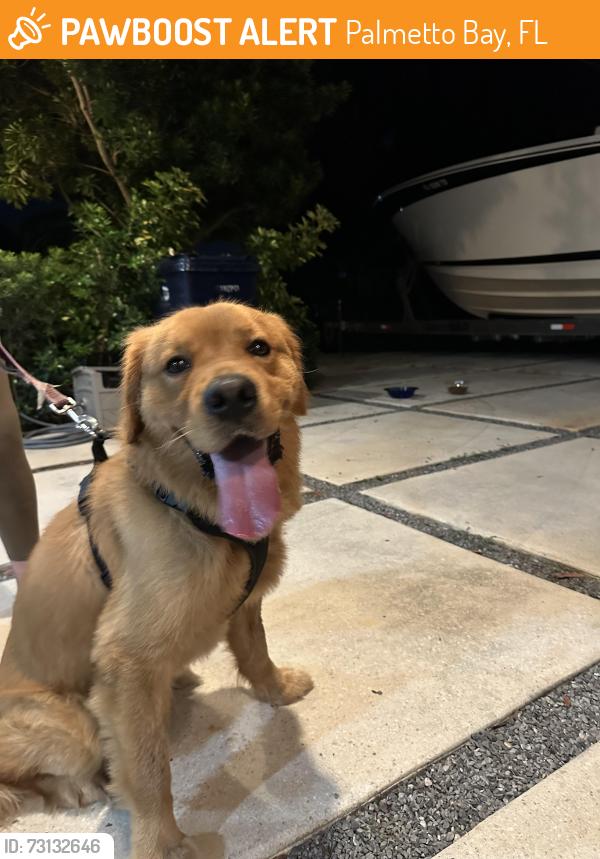 Found/Stray Male Dog last seen Near sw 162nd st, Palmetto Bay, FL 33157