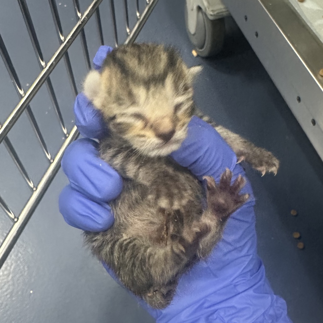 Shelter Stray Female Cat last seen , 980 Guilford College Rd, Greensboro, NC 27409, USA