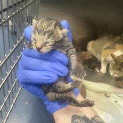 Shelter Stray Female Cat last seen , 980 Guilford College Rd, Greensboro, NC 27409, USA