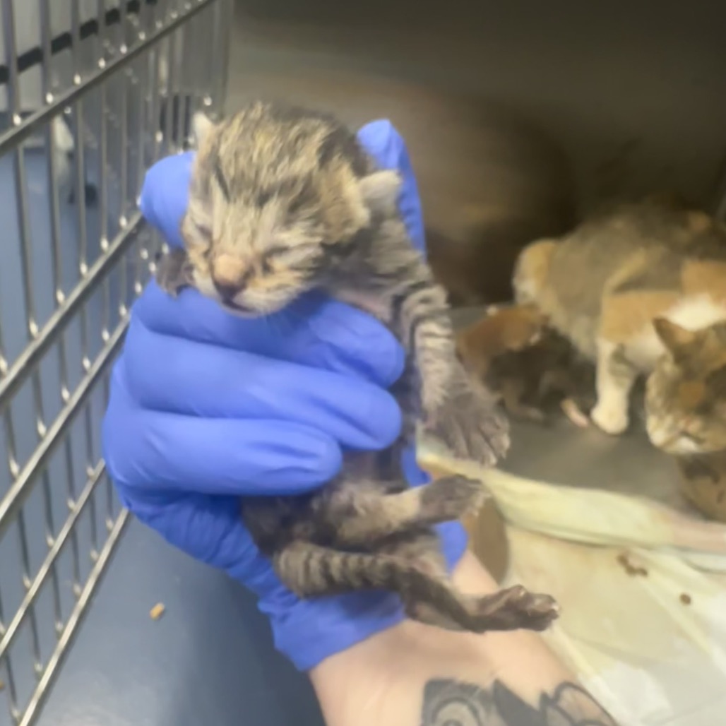 Shelter Stray Female Cat last seen , 980 Guilford College Rd, Greensboro, NC 27409, USA