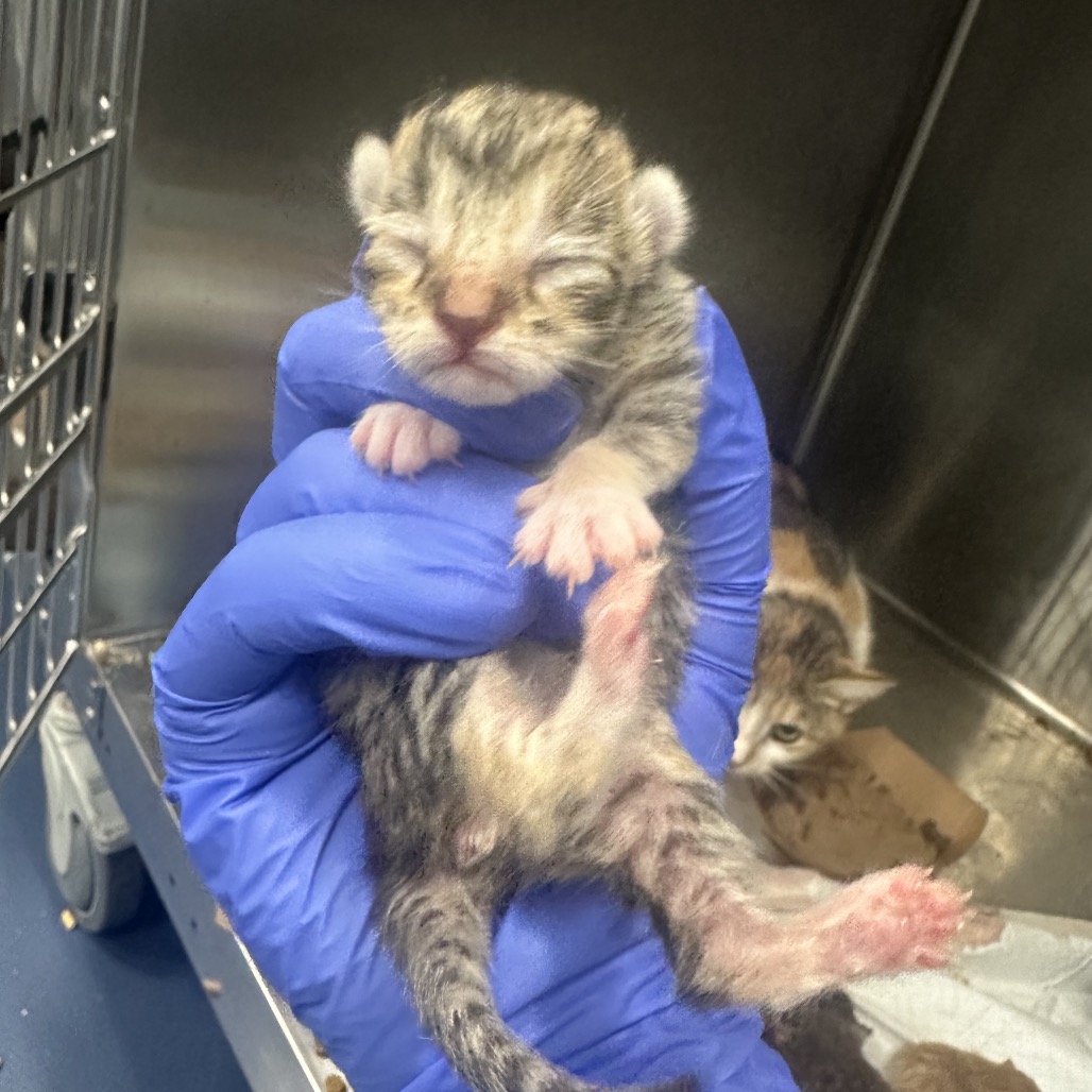 Shelter Stray Female Cat last seen , 980 Guilford College Rd, Greensboro, NC 27409, USA