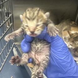 Shelter Stray Female Cat last seen , 980 Guilford College Rd, Greensboro, NC 27409, USA