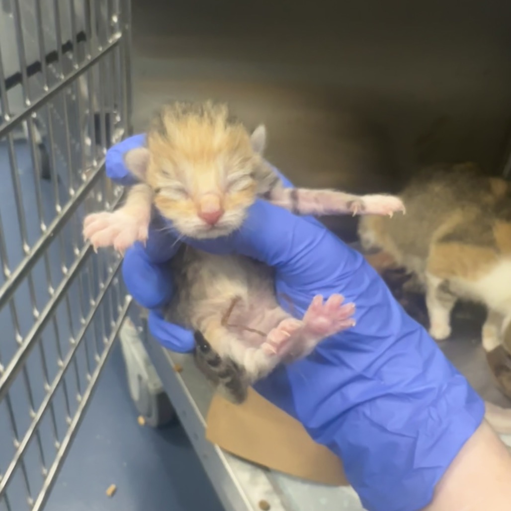 Shelter Stray Female Cat last seen , 980 Guilford College Rd, Greensboro, NC 27409, USA