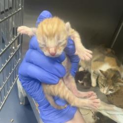Shelter Stray Male Cat last seen , 980 Guilford College Rd, Greensboro, NC 27409, USA