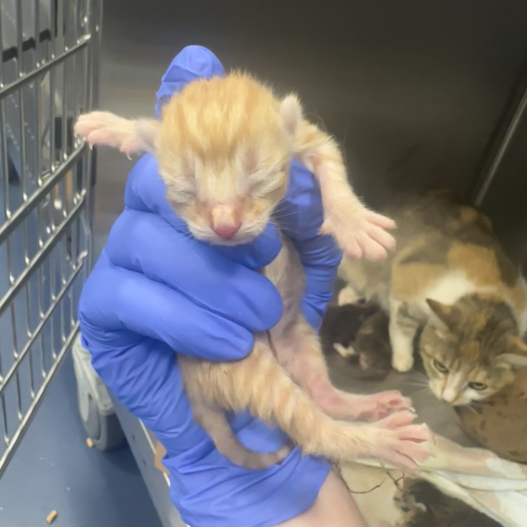 Shelter Stray Male Cat last seen , 980 Guilford College Rd, Greensboro, NC 27409, USA