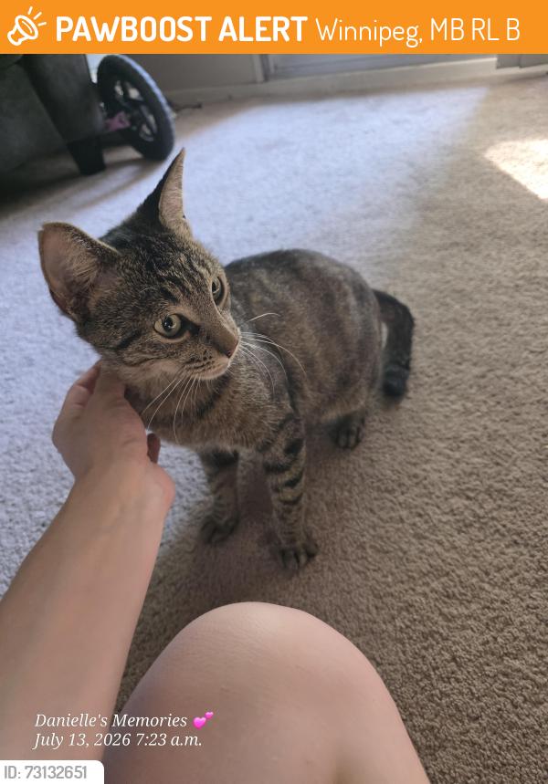 Found/Stray Female Cat last seen Near Watt, below my 2nd storey balcony, Winnipeg, MB R2L 2B5
