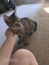 Found/Stray Female Cat last seen Near Watt, below my 2nd storey balcony, Winnipeg, MB R2L 2B5