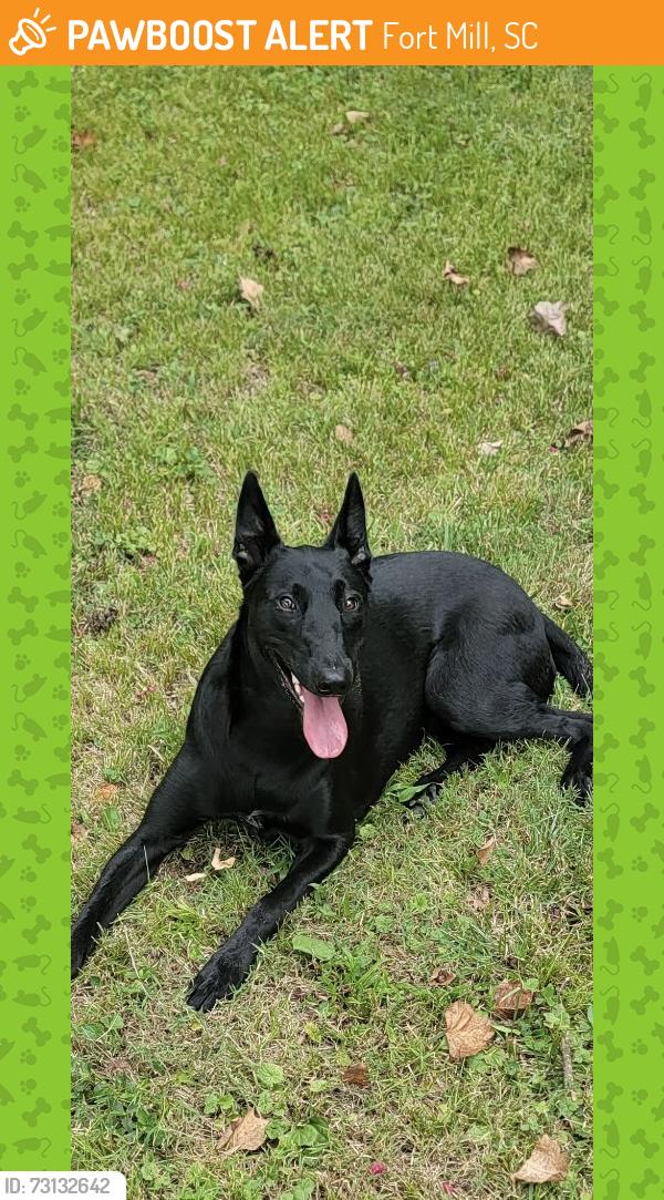 Found/Stray Female Dog last seen Harris St (near Walter Elisha Park), Fort Mill, SC 29715