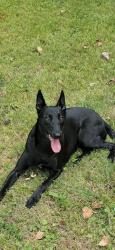 Found/Stray Female Dog last seen Harris St (near Walter Elisha Park), Fort Mill, SC 29715