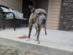 Reunited Female Dog last seen Richmond park, Converse, TX 78109