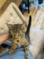 Reunited Female Cat last seen 209th LN NE and Viking Blvd NE, Linwood Township, MN 55092
