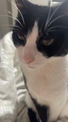 Lost Female Cat last seen Longview, Clase, Wales SA6 7JA