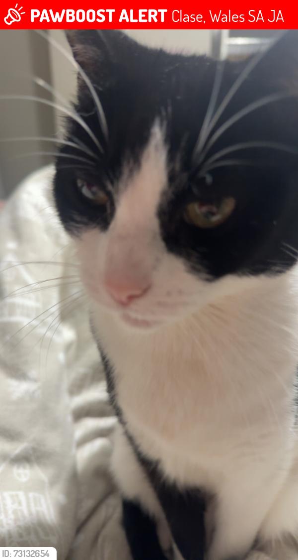 Lost Female Cat last seen Longview, Clase, Wales SA6 7JA