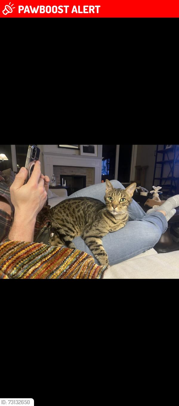 Lost Male Cat last seen Plum Creek Dr. Oakland twp, MI, Oakland Township, MI 48363