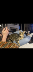 Lost Male Cat last seen Plum Creek Dr. Oakland twp, MI, Oakland Township, MI 48363