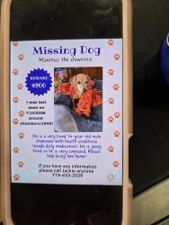 Lost Male Dog last seen 104th and Chambers, Commerce City, CO 80022