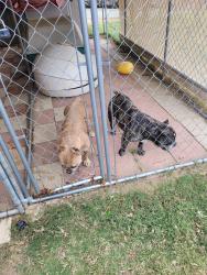 Reunited Unknown Dog last seen Van Buren & Cow Town, Riverside, CA 92504