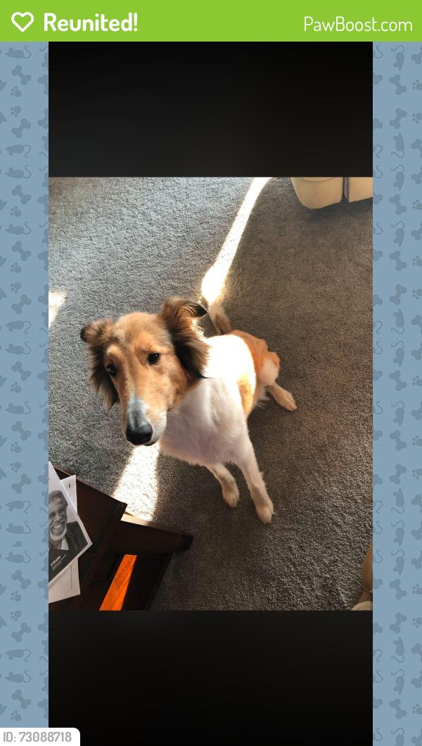 Reunited Female Dog last seen Near Mahar Rd., South Vienna, OH 45369