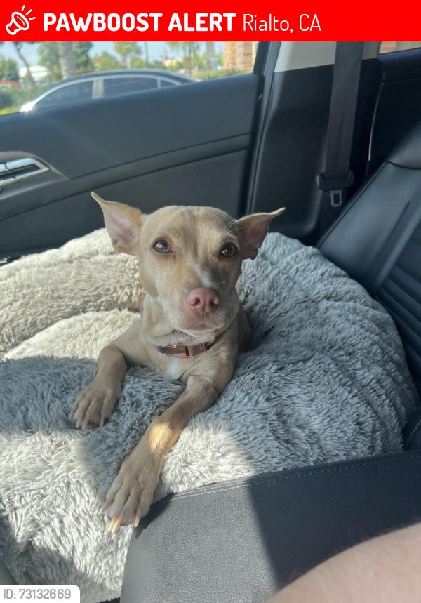 Lost Female Dog last seen Baseline/cedar, Rialto, CA 92376