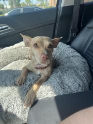 Lost Female Dog last seen Baseline/cedar, Rialto, CA 92376