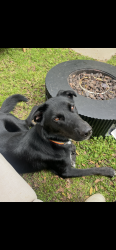 Reunited Male Dog last seen 28th St x Ocean Park Blvd, Santa Monica, CA 90405