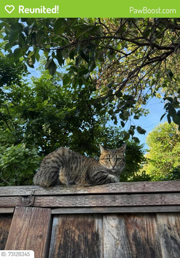 Reunited Female Cat last seen Decoto, Union City, CA 94587