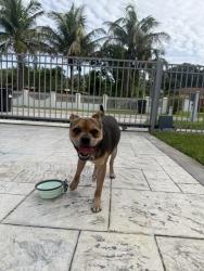 Reunited Male Dog last seen Coner of nw 130 street and 3rd ave, North Miami, FL 33168