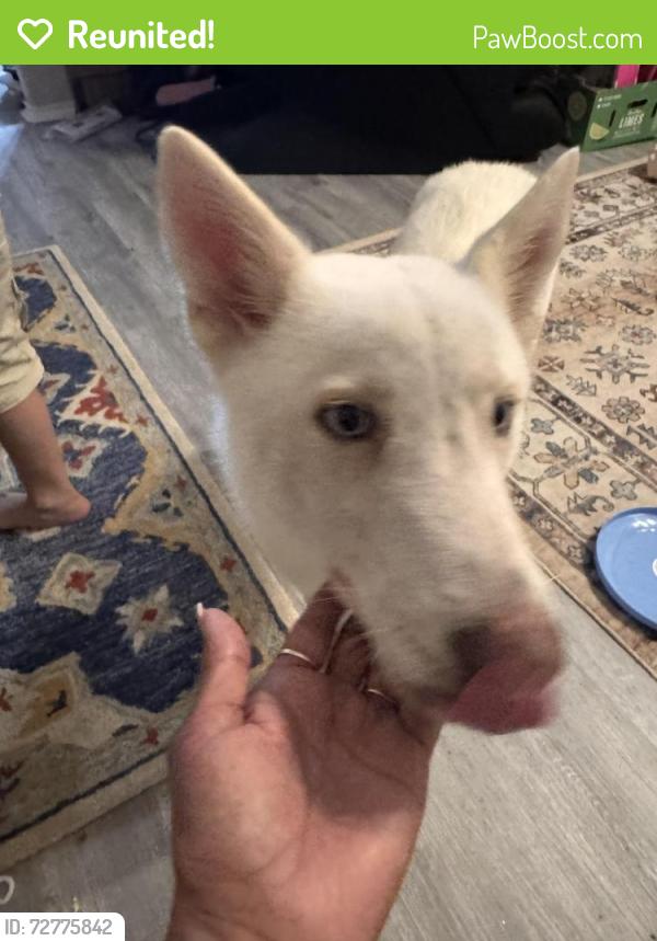 Reunited Male Dog last seen Northwest Place ests, Houston, TX 77040
